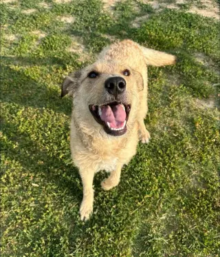 Rufus