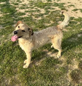Rufus