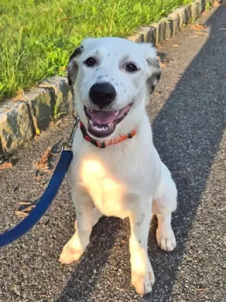 Darcy (D Pups)