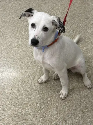 Darcy (D Pups)