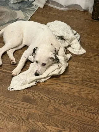 Darcy (D Pups)