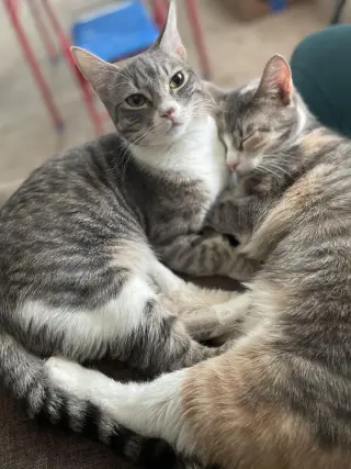 Mango (bonded with Kiwi)