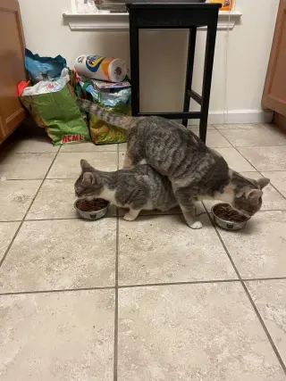 Mango (bonded with Kiwi)