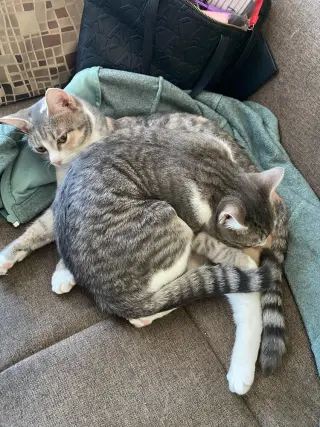 Mango (bonded with Kiwi)