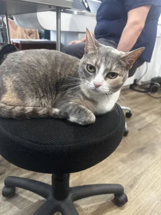 Kiwi aka Jojo
