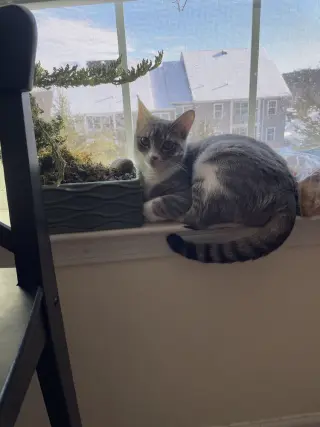 Kiwi aka Jojo