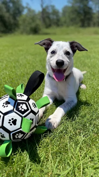 Diana (D Pups)