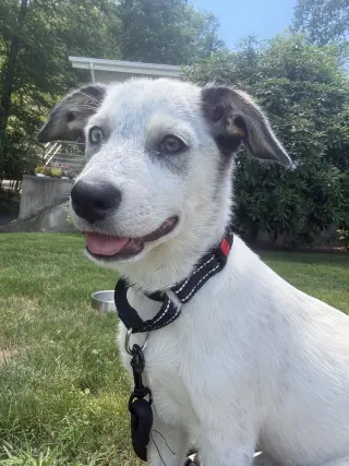 Diana (D Pups)
