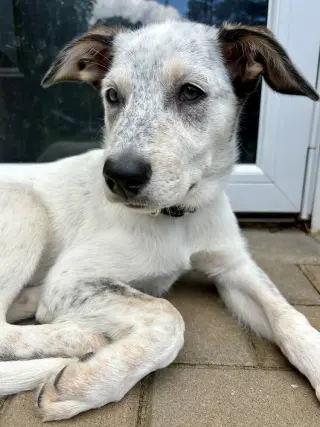 Diana (D Pups)