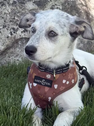 Diana (D Pups)