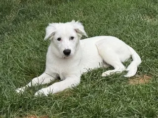 Daphne (D Pups)