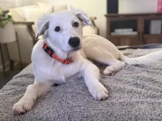Daphne (D Pups)