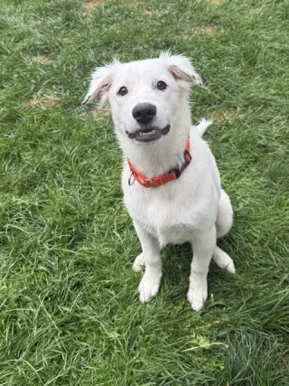 Daphne (D Pups)