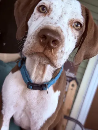 Todd