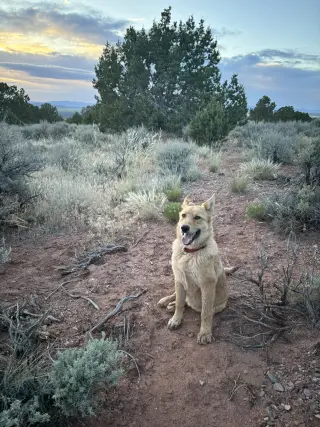 Cinnamon