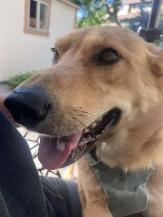 Cinnamon