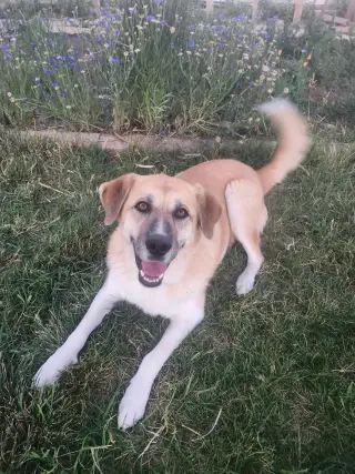 Cinnamon sr