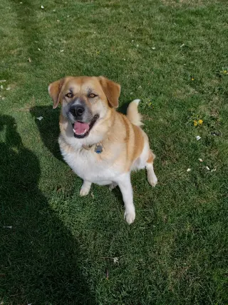 Cinnamon sr