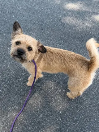 Nico