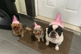 Cuidado de mascota