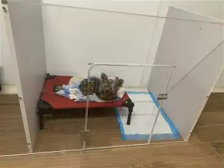 Cuidado de mascota