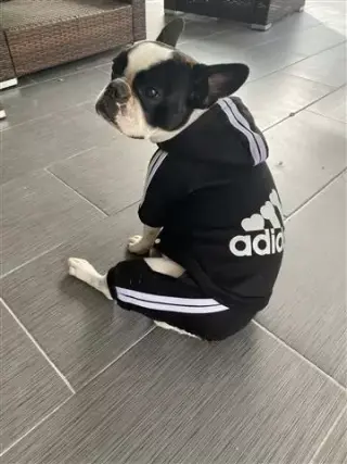 Cuidado de mascota