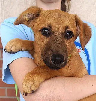 Elena