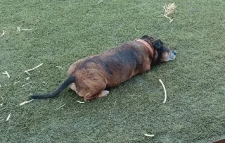 TIGER #3