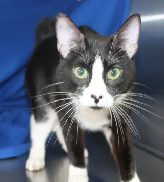 Oreo - 41739