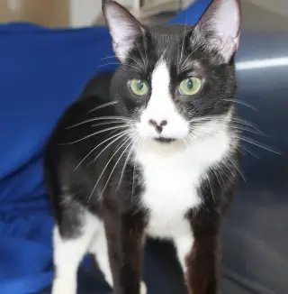 Oreo - 41739
