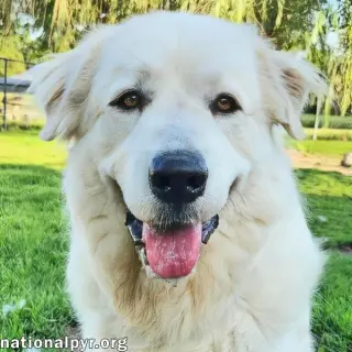 Fluff in KY - Sweet & Gentle Guardian!