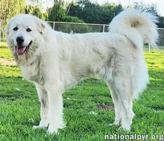 Fluff in KY - Sweet & Gentle Guardian!