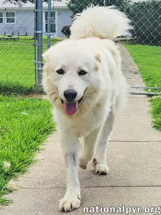 Fluff in KY - Sweet & Gentle Guardian!