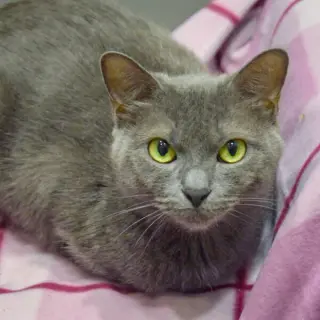 Junipurr
