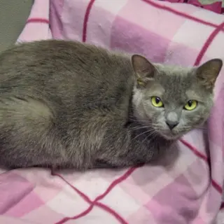 Junipurr