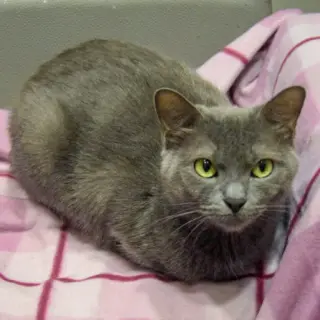 Junipurr
