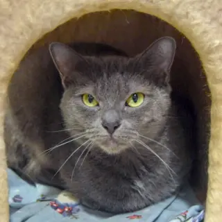 Junipurr