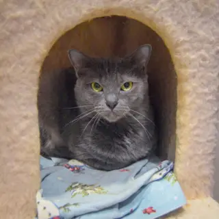 Junipurr