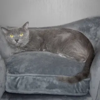 Junipurr