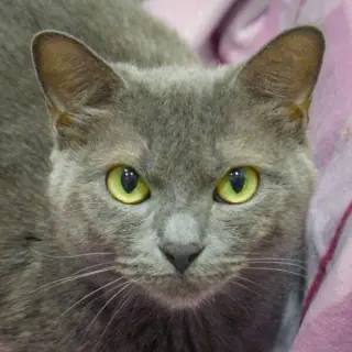 Junipurr