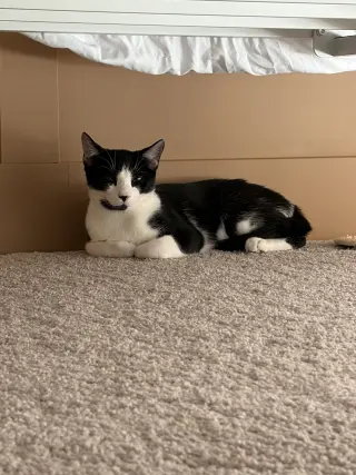 Socks