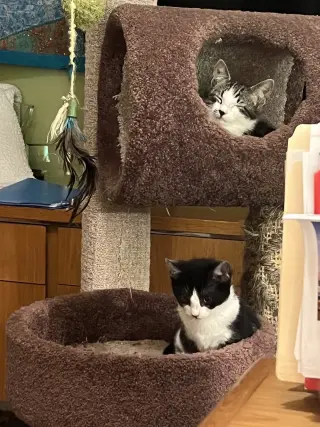 Socks