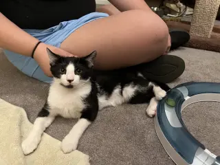 Socks