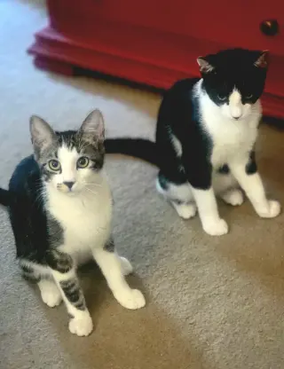 Socks