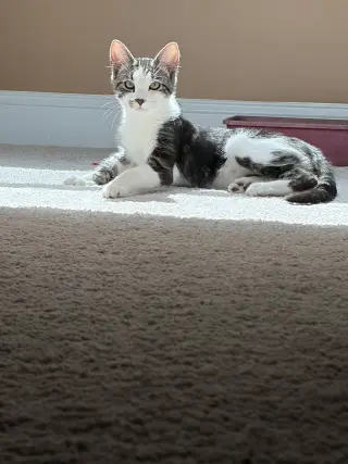 Smudge