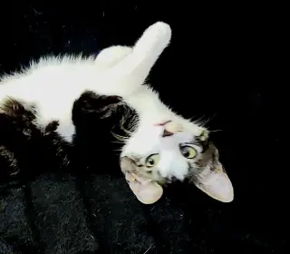 Smudge