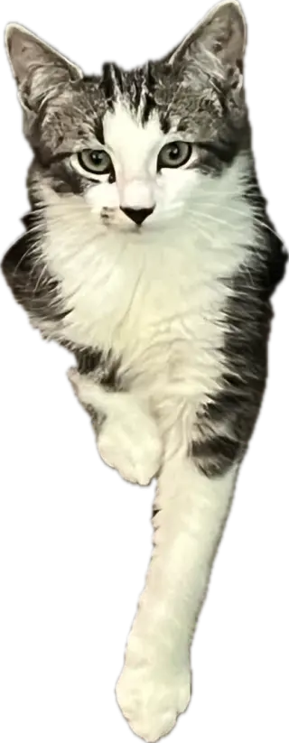 Smudge