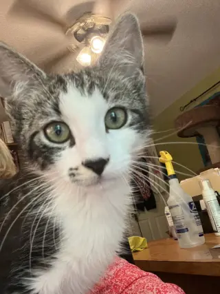 Smudge