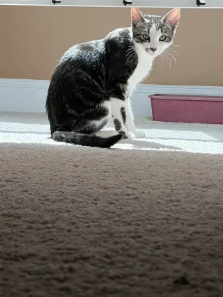 Smudge