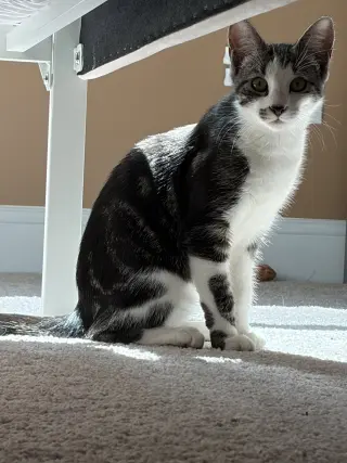 Smudge
